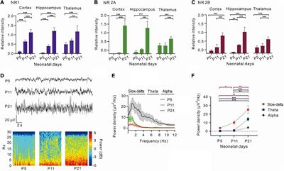 Development of NMDA receptors contributes to the enhancement of electroencephalogram oscillations under volatile anesthetics in rats